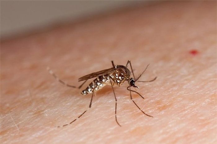 Sốt xuất huyết là kết quả của vi rút Dengue, được truyền từ muỗi vằn qua cú chích