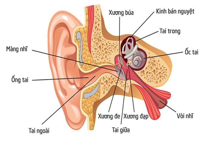 Vị trí của ráy tai trong ống tai có vai trò quan trọng trong việc bảo vệ thính giác