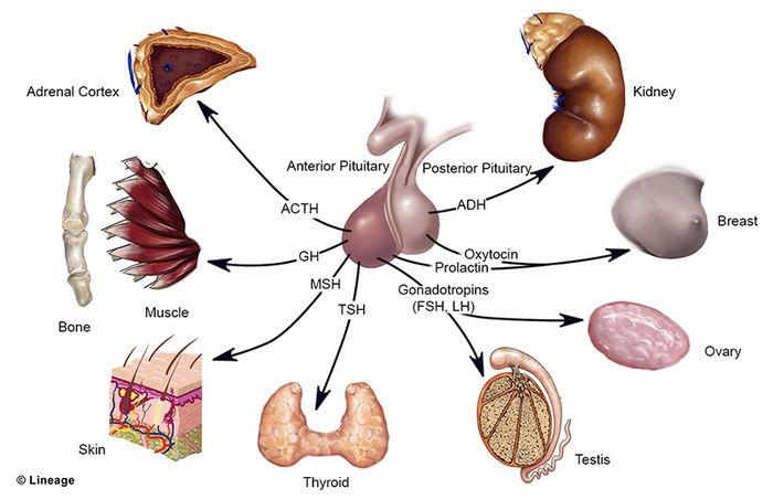 Hầu hết các cơ quan trong cơ thể đều phụ thuộc vào sự hoạt động của tuyến yên