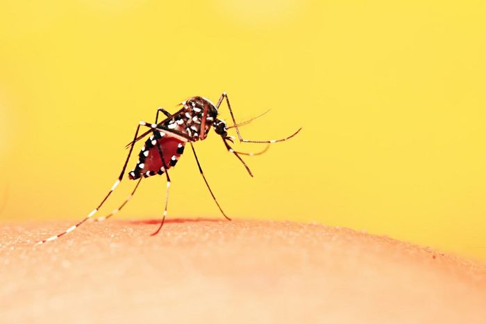 Muỗi Aedes là nguyên nhân gây ra bệnh sốt xuất huyết