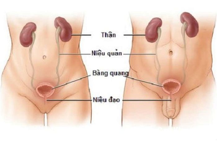 Viêm đường tiết niệu: Vấn đề không đơn giản