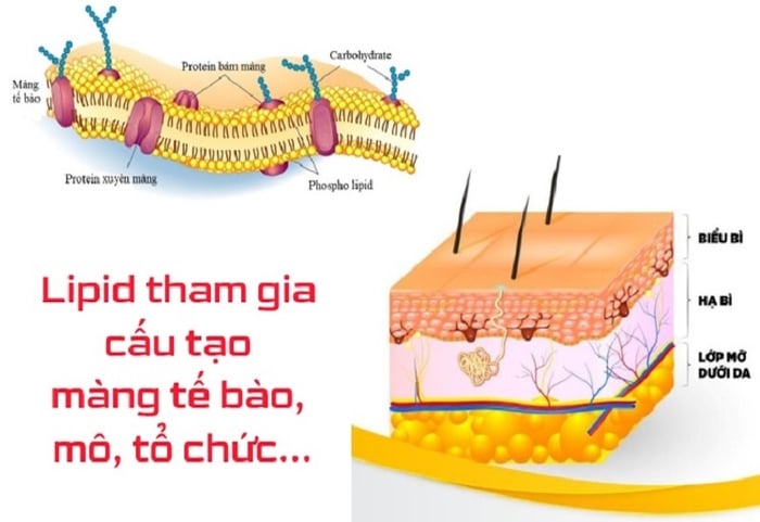 Lipid đóng vai trò quan trọng trong việc hình thành các cơ quan, tổ chức và màng tế bào