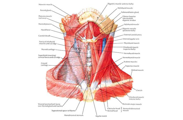 Kiến Thức Về Giải Phẫu Vùng Cổ Khá Phức Tạp Và Yêu Cầu Thời Gian Để Hiểu