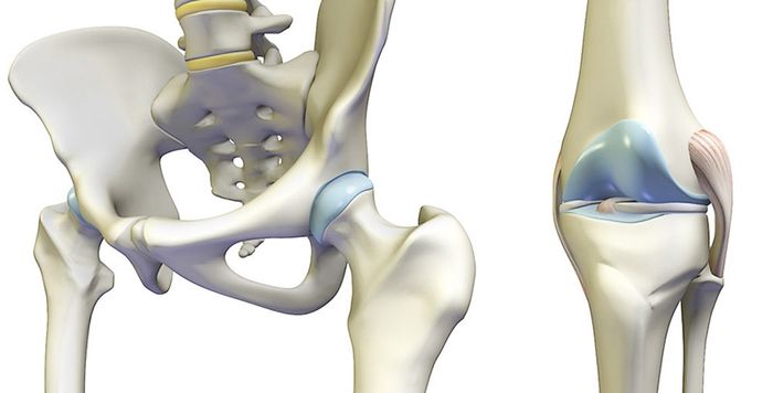 Khớp nối giữa vùng xương chậu và xương đùi, giữ vai trò kết nối phần trên và dưới của cơ thể