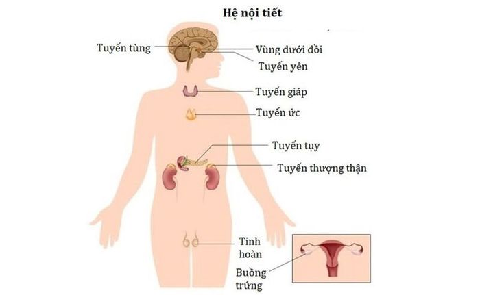 Hệ thống nội tiết có nhiều cơ quan sản xuất các loại hormone khác nhau cho cơ thể