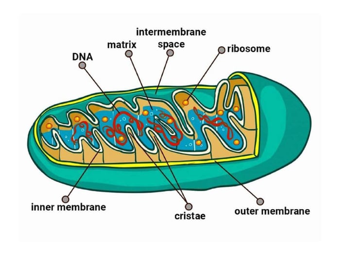 Ti thể - Nguồn năng lượng cho cơ thể