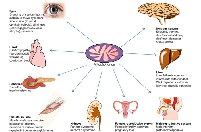 Các sự cố về ti thể có thể gây ra một số bệnh lý được kế thừa