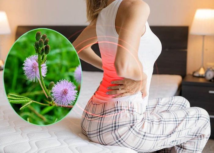 Cây thẹn hữu ích trong việc giảm đau nhức xương khớp