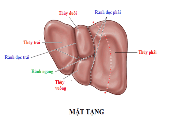 Hình ảnh của bề mặt của gan