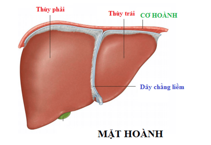 Hình ảnh mặt hoành của gan