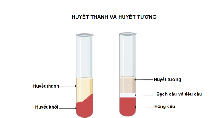 Mô tả giúp hiểu rõ sự khác biệt giữa huyết tương và huyết thanh là gì