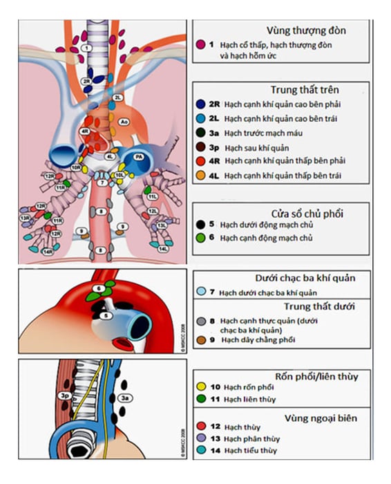 Hình ảnh minh họa các nhóm hạch trung thất