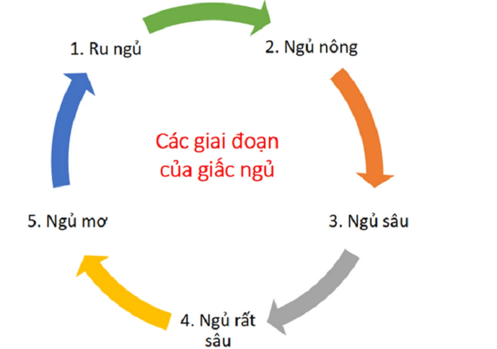 Các Pha Cơ Bản Của Giấc Ngủ