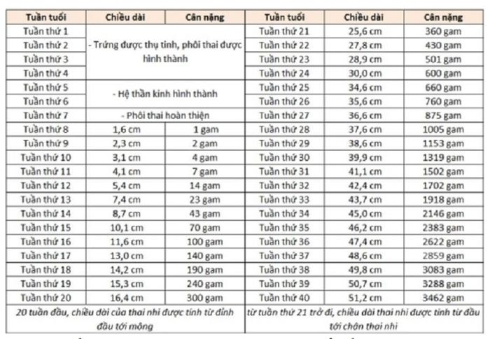 Bảng cân nặng thai nhi theo tuần mới nhất theo chuẩn WHO