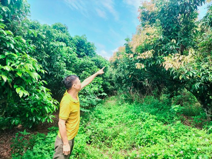 Tình hình mất mùa vải thiều tại thủ phủ chưa từng có