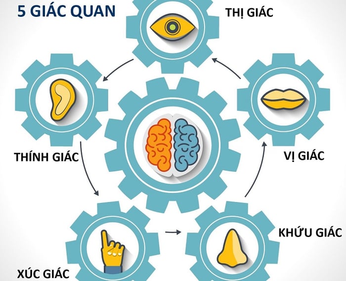 5 giác quan cơ bản của con người