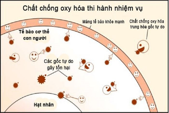 Hình dung về lợi ích của chất chống oxy hóa