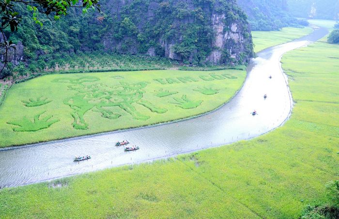 Chỉ trong ít ngày nữa, khi lúa chín, bức tranh mục đồng thổi sáo sẽ xuất hiện rực rỡ trên cánh đồng lúa Tam Cốc, làm nổi bật cho Tuần lễ du lịch Ninh Bình