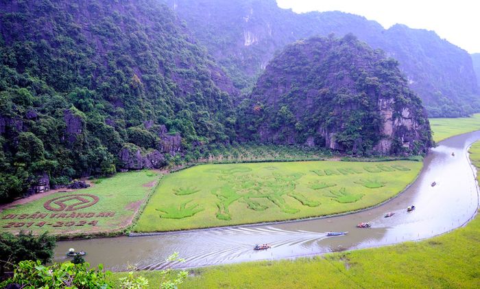 Tâm trạng toàn bộ cánh đồng lúa Tam Cốc - Ảnh: Sở Du lịch Ninh Bình