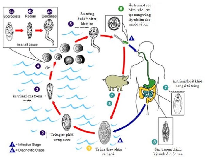 Mô tả về vòng đời của sán lá gan