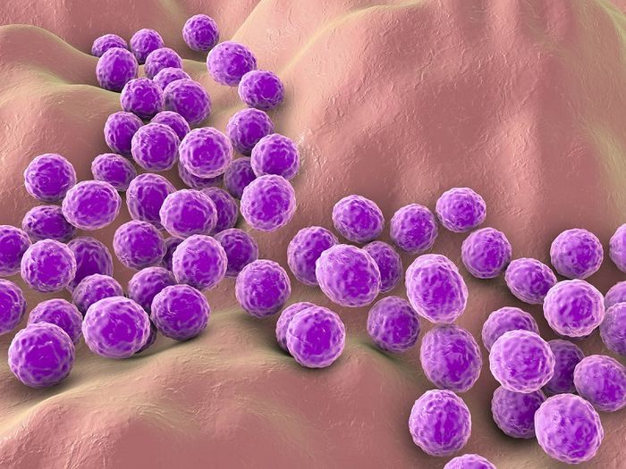 Staphylococcus aureus - Nguyên nhân gây mụn đầu đinh