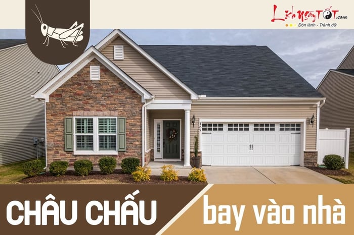 Châu chấu bất ngờ xuất hiện trong nhà