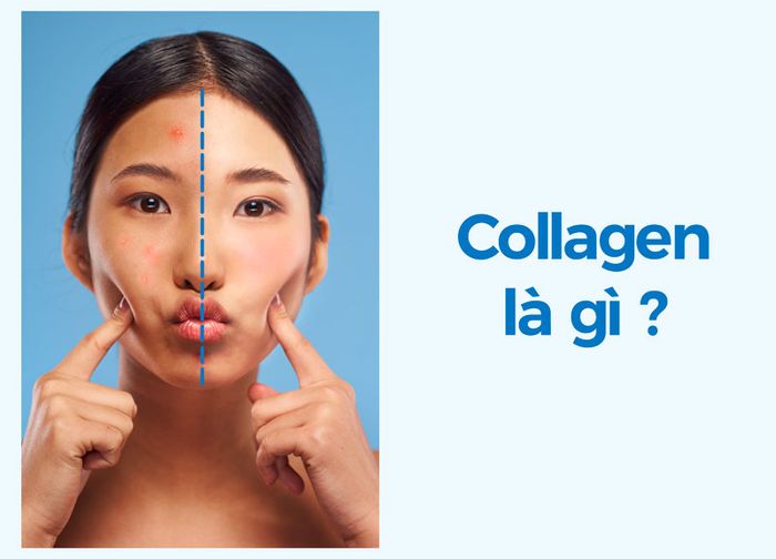 Collagen là một loại protein quan trọng xây dựng các cấu trúc như xương, da, cơ và gân