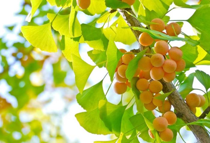 Bạch quả - Ginkgo Biloba