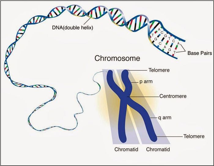 Cấu trúc của nhiễm sắc thể là sự kết hợp giữa phân tử ADN và Protein