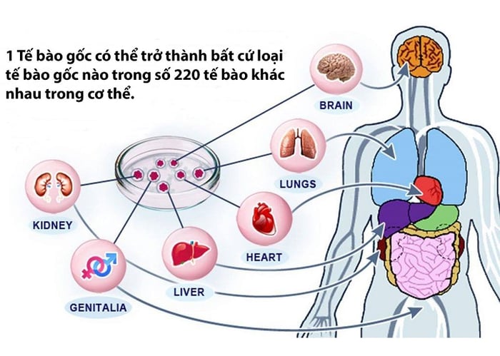 Tầm quan trọng của tế bào gốc