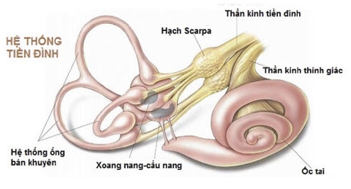 Người bị rối loạn tiền đình dễ bị cảm giác choáng khi chuyển từ ngồi sang đứng.