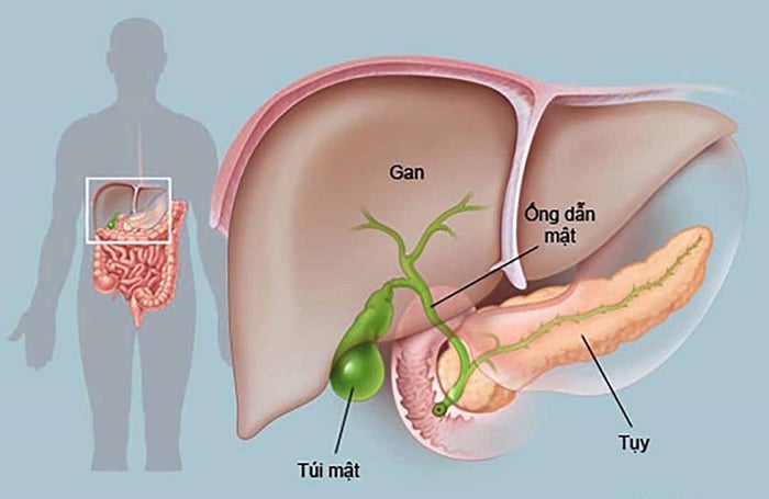 Gan là một cơ quan nội tạng vô cùng quan trọng đối với sức khỏe