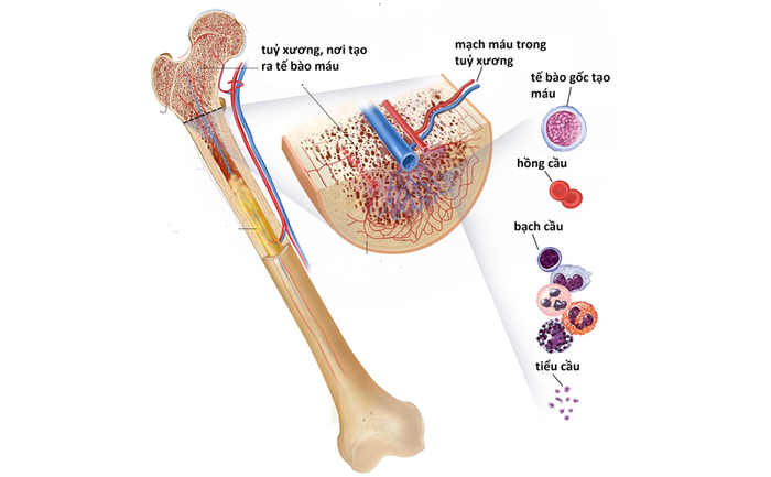 Tủy xương đóng vai trò quan trọng trong quá trình sản xuất tế bào máu
