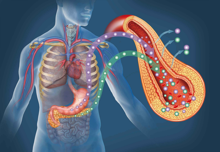 Cholesterol LDL đóng vai trò quan trọng trong việc hình thành mảng xơ vữa ở động mạch