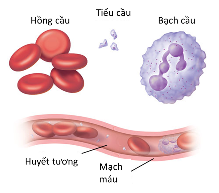 Những bí ẩn về thành phần cấu tạo của máu sẽ được tiết lộ.