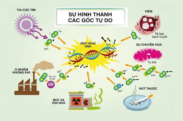 Nguyên nhân gây ra thiếu cân bằng oxy hóa