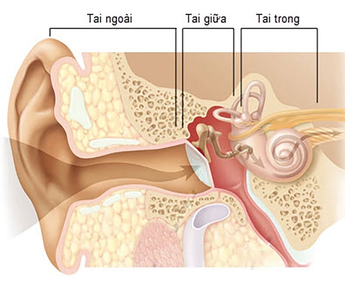 Tai có khả năng tự làm sạch tự nhiên