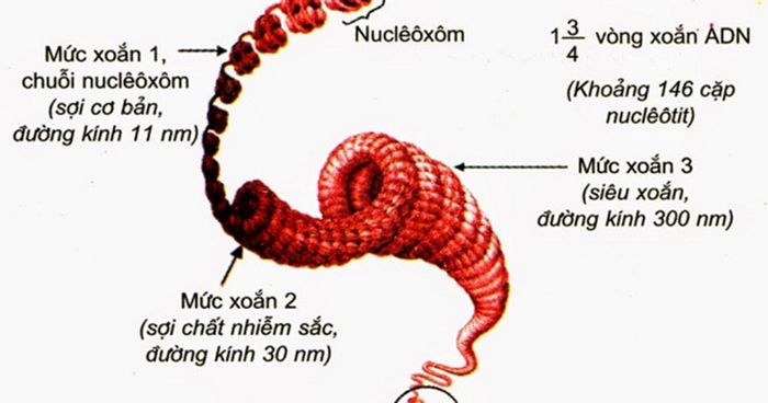 Cấu trúc siêu hiển vi của nhiễm sắc thể