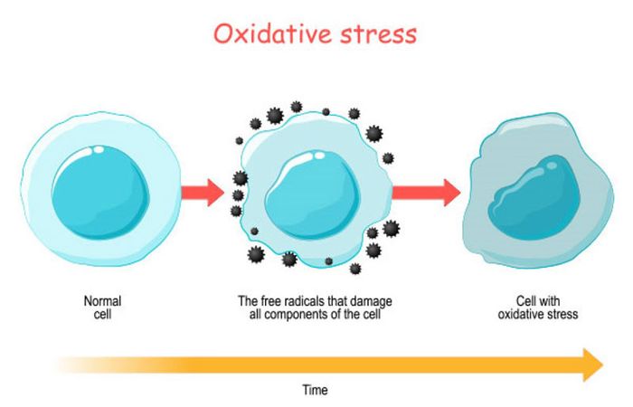 stress oxy hóa là gì?