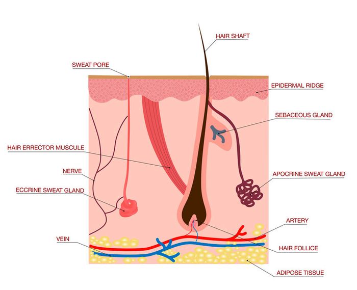 Tập luyện đổ mồ hôi nhiều có giảm cân không