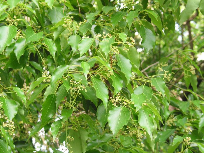 Có thể sử dụng phần nào của cây để làm thuốc?