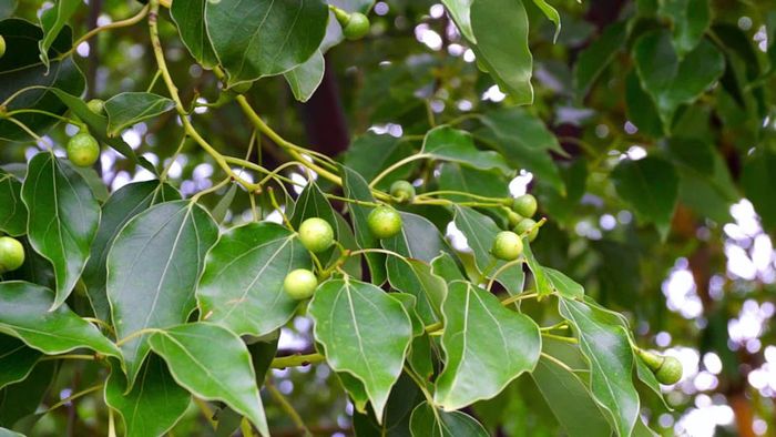 Những điều quan trọng cần nhớ khi sử dụng long não