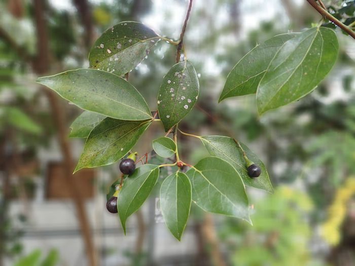 Cây long não là loại cây gì?