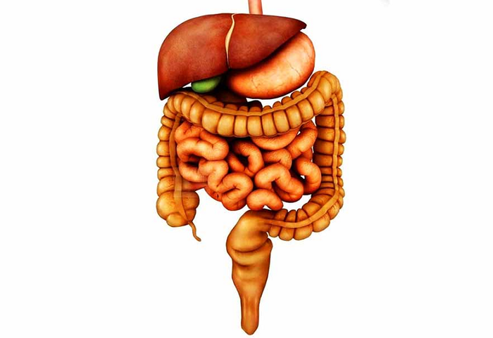 Túi mật đóng vai trò quan trọng trong hệ thống tiêu hóa của con người.