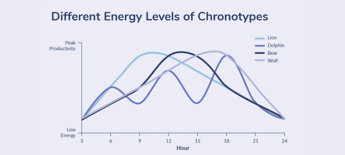 Khám phá về đồng hồ sinh học và mức độ năng lượng theo Chronotype.