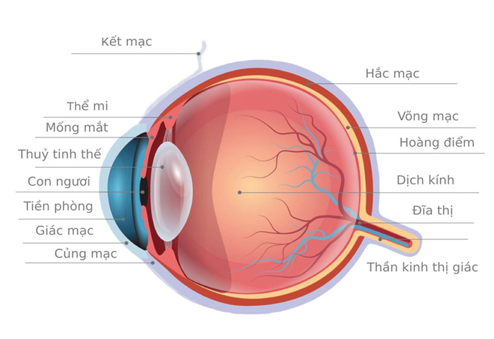 Mắt của con người hình thành từ nhiều khu vực khác nhau, mỗi khu vực đảm nhận một chức năng đặc biệt