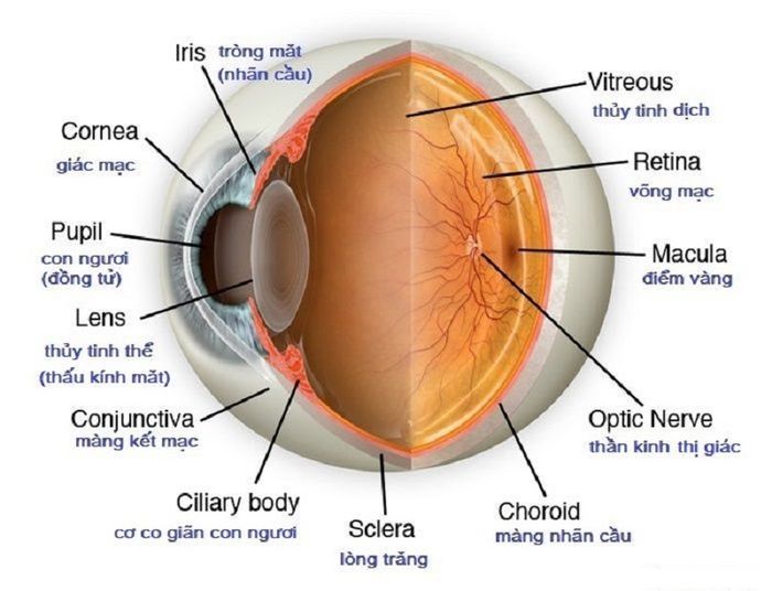 Hình ảnh về cấu trúc mắt