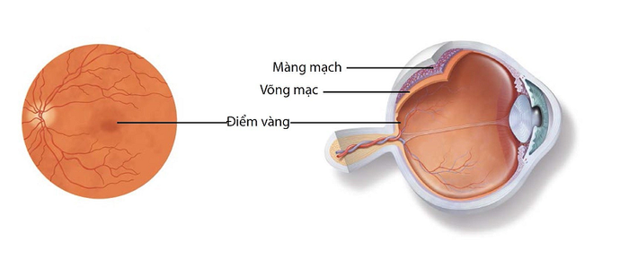 Xác Định Sự Xuất Hiện Của Điểm Vàng Trong Mạc Mắt