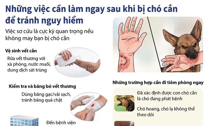 Bao lâu sau khi bị chó dại cắn cần tiêm phòng?