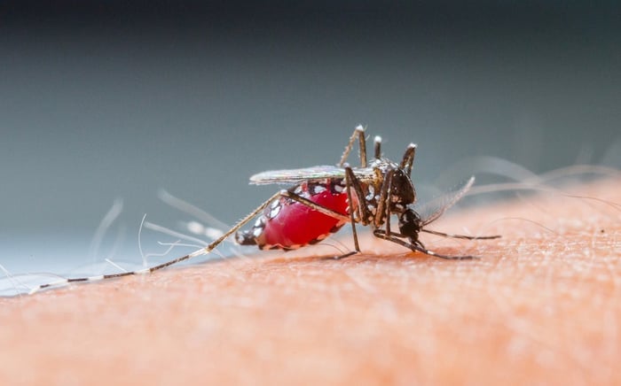 Muỗi Aedes aegypti - tác nhân truyền bệnh sốt xuất huyết